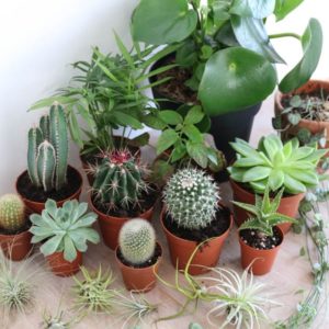 exotic plant hire exotic house plants wedding
