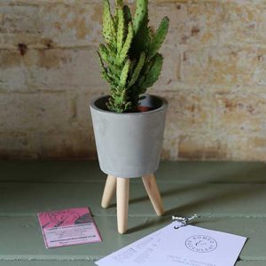 cactus plant monthly subscription uk