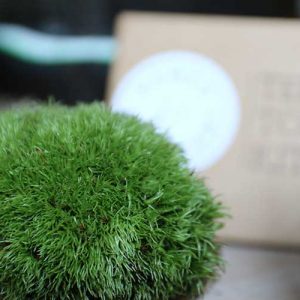 cushion moss in terrarium tool kit
