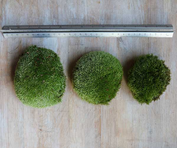 terrarium moss for sale cushion moss uk
