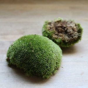 buy live cushion moss terrarium moss