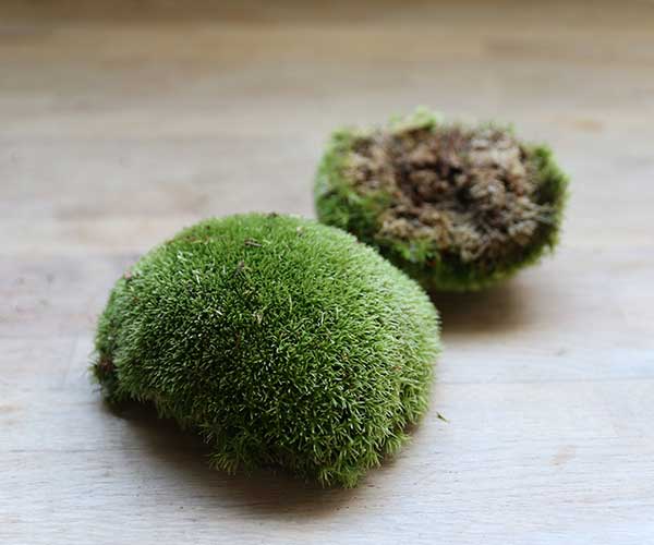 Cushion Moss Care Guide - Highland Moss