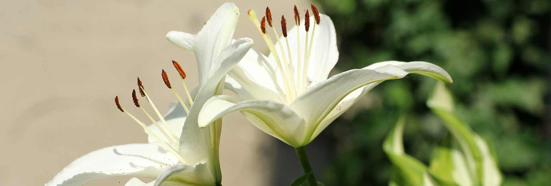 Sympathy and Funeral Flowers by Romeo & Succulent Norfolk, UK