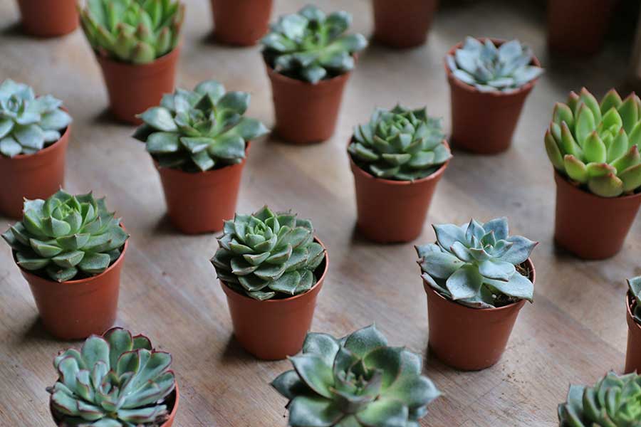 cacti succulent wedding favours wedding gift 