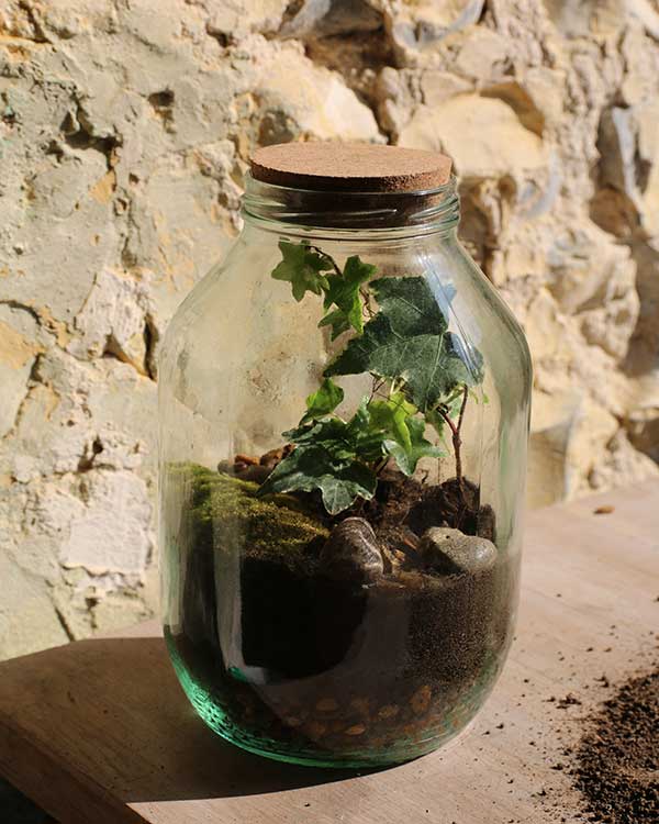make a terrarium