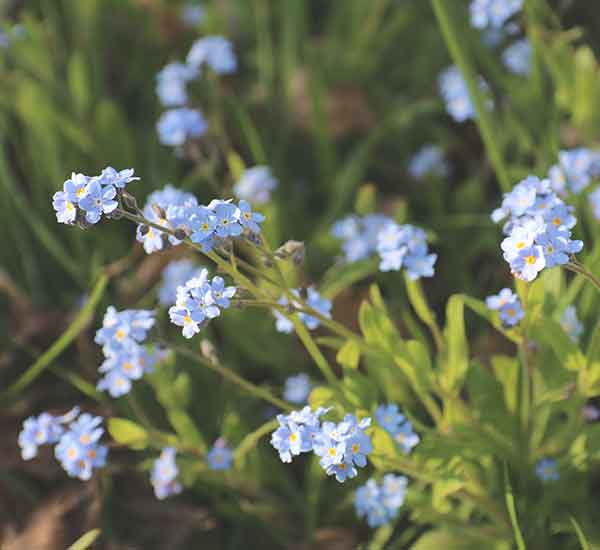 forget me not wild flower