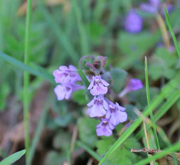 Ground Ivy Flowers