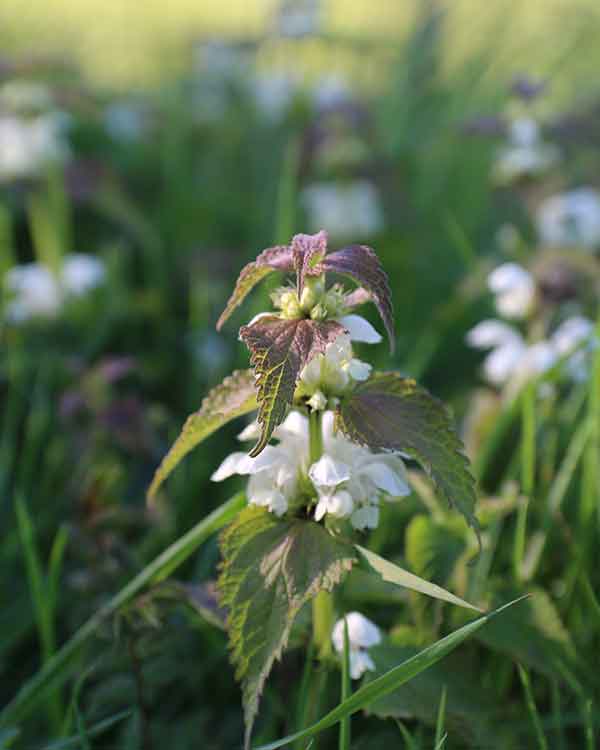 white dead nettle norfolk