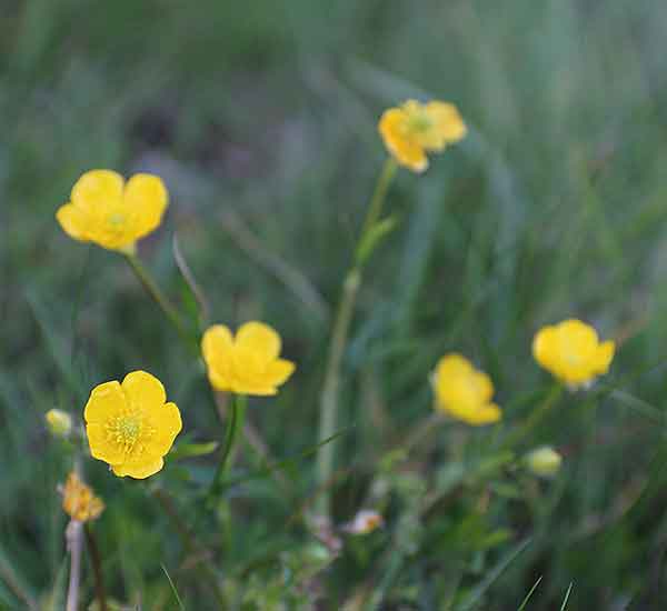 norfolk uk wild flower species 