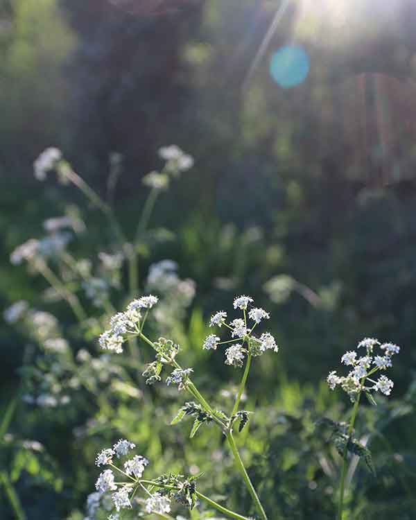 cow parsley uk 