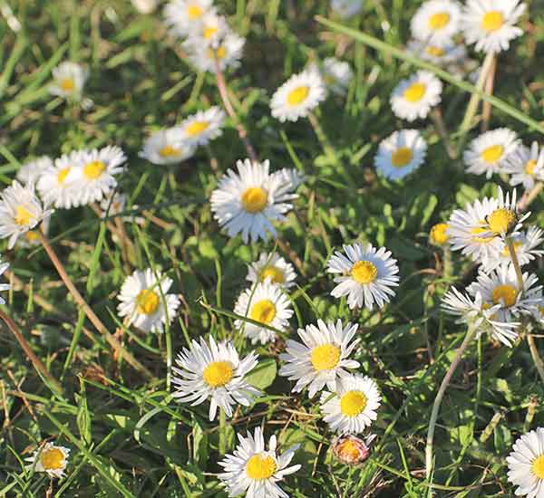 daisy wild flower 