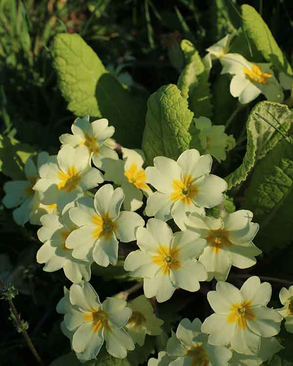 Primrose wild flower uk