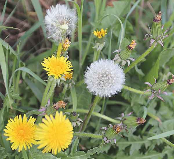 Norfolk wild flower dandelion 