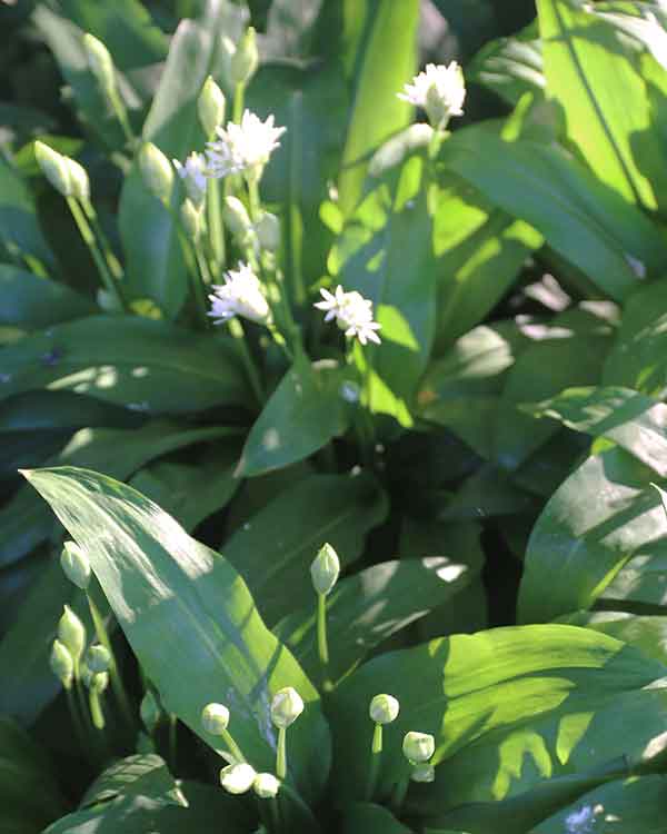 wild garlic flowers ramsons flowers 