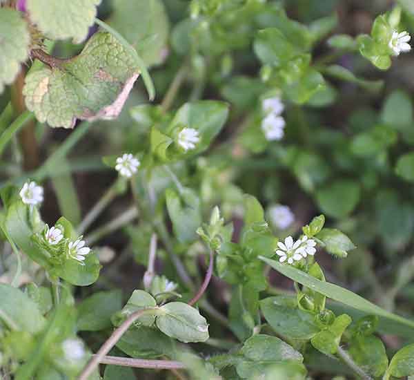 wild flower common chickweed