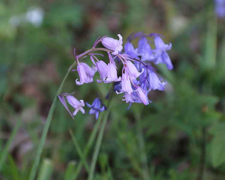 bluebell wild flower