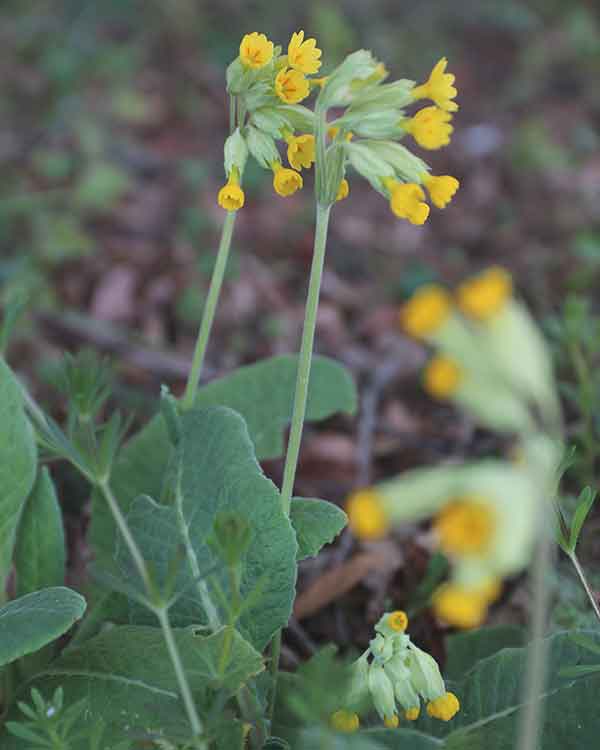 cowslips norfolk 