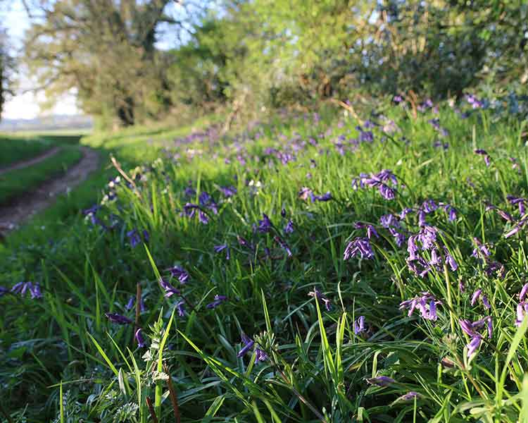 bluebell woodland uk