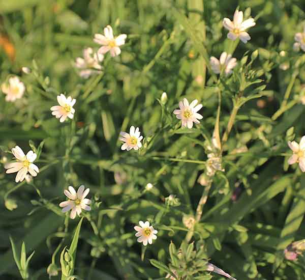 British wild flower greater stitchwort 