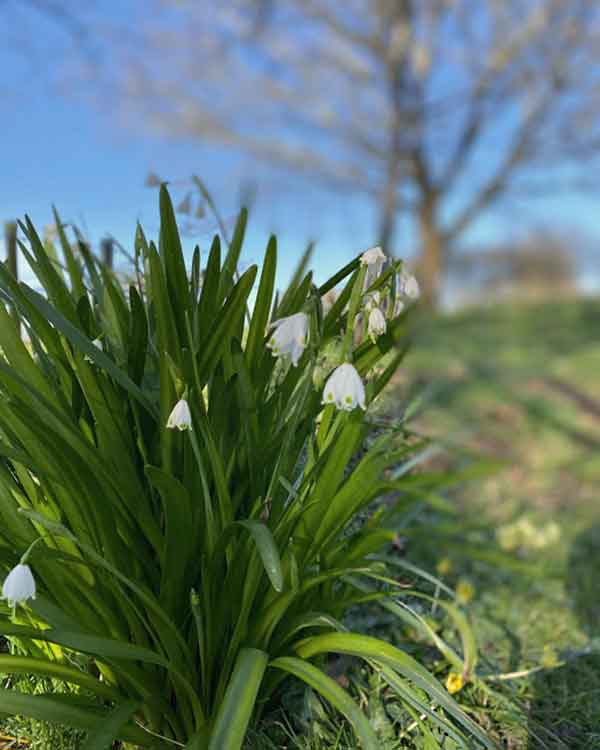 summer snowflake wild flower norfolk 