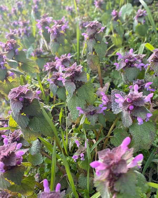 purple dead nettle uk