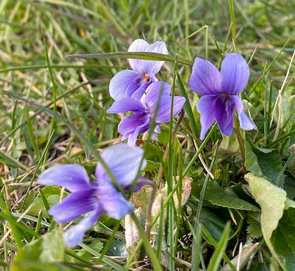 Wild Flower Sweet Violet Norfolk 