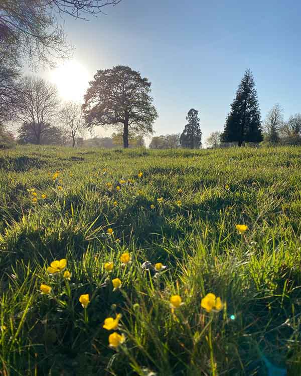 norfolk wild flowers