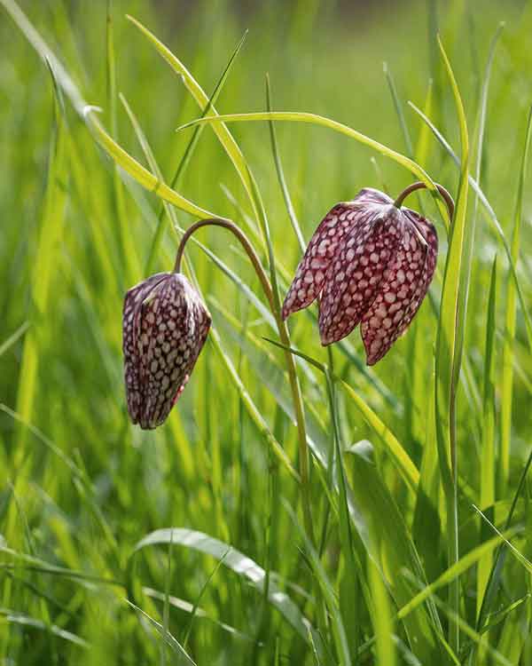 Fritillary Norfolk Wild Flower 