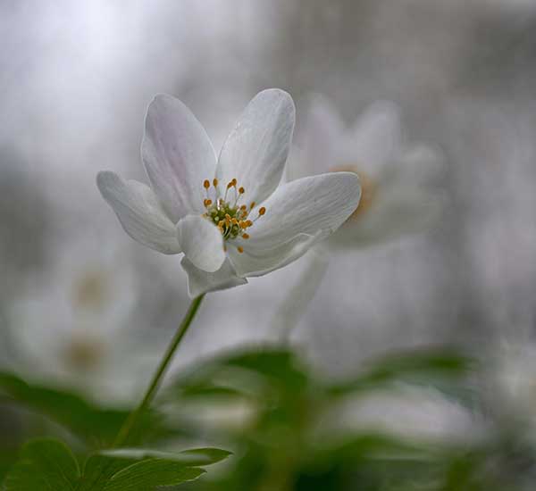 April wild flowers wood anemone