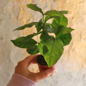 coffee plant terrarium