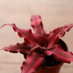 earth star plant