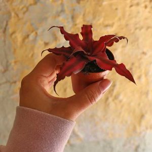 earth star house plant