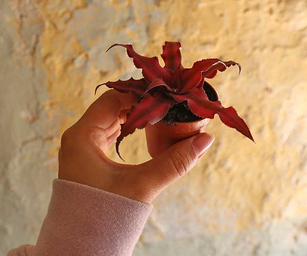 red earth star plant