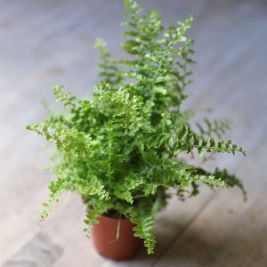 boston fern for terrarium