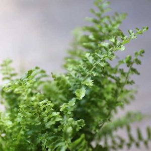 boston fern