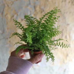 terrarium fern