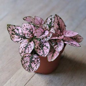 hypoestes pink