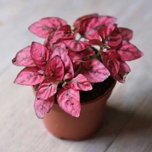 bright pink plant
