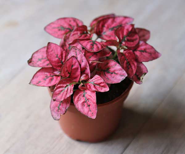 bright pink plant