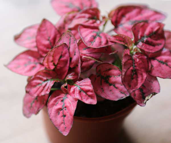 pink terrarium plant hypoestes