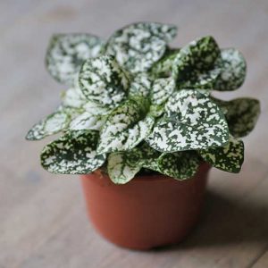 hypoestes in white