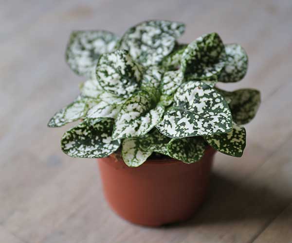 hypoestes in white