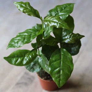 coffee plant for terrarium