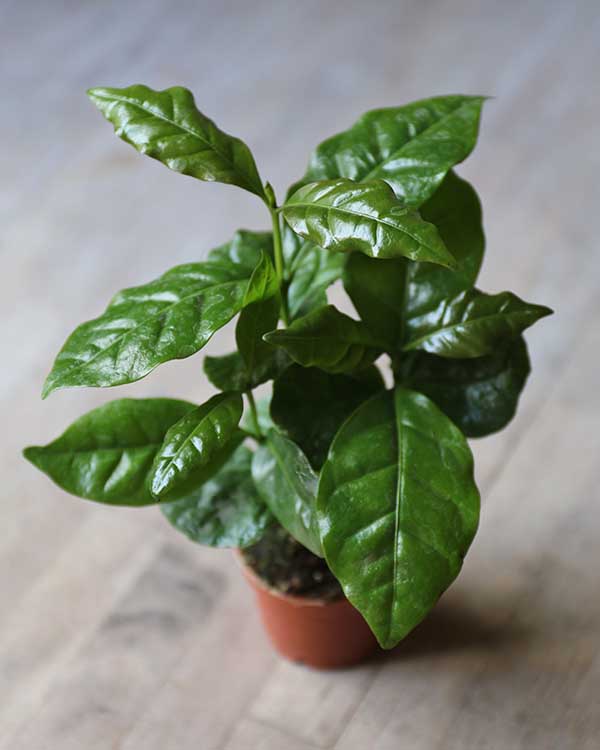 coffee plant for terrarium