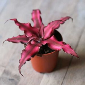 pink earth star plant