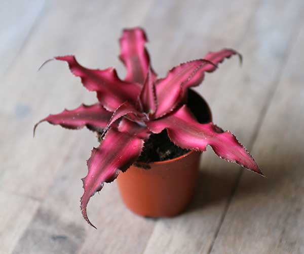 pink earth star plant