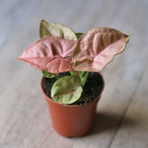 mini arrowhead plant