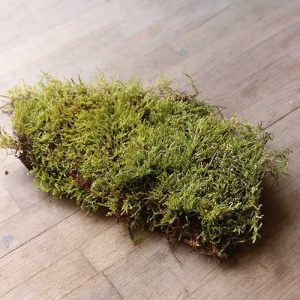 carpet moss uk