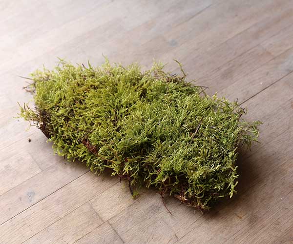 Live Sheet Moss