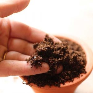 terrarium peat soil